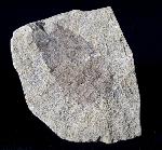 Carya serrifolia (GOEPPERT) - Bild © FossNet FossilienStore